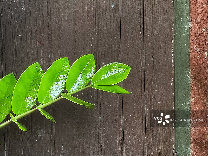 旧木盆栽中的绿色赞比亚宝石（天南星棕榈，马蹄莲蕨类植物）。图片素材