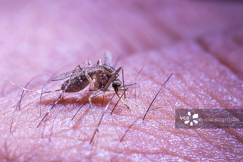叮咬人并准备吸血的蚊子图片素材