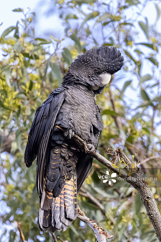 红尾黑凤头鹦鹉图片素材