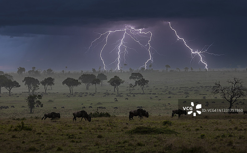 雷雨下的牛羚迁徙图片素材