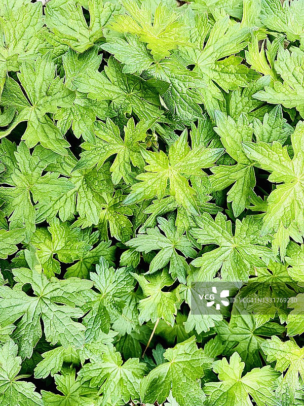 老鹳草图片素材