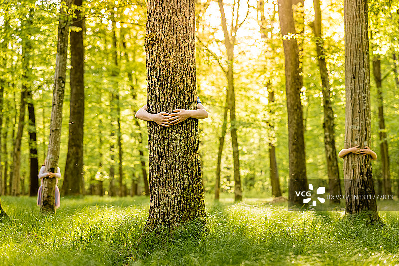 拥抱森林中的树木图片素材
