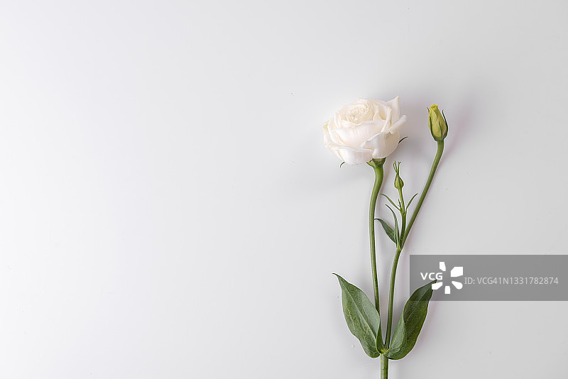 美丽的洋桔梗花，花卉框架，节日概念和复制空间图片素材