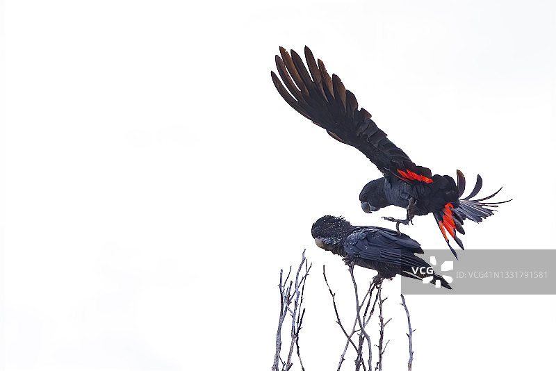 红尾黑凤头鹦鹉图片素材