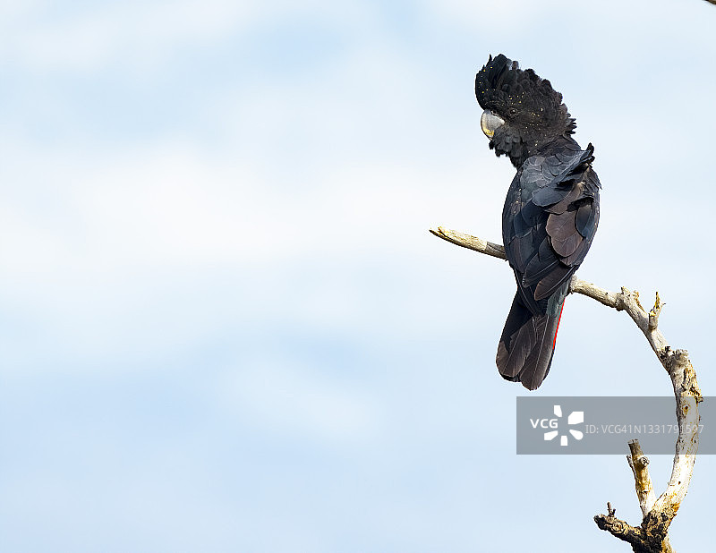 红尾黑凤头鹦鹉图片素材