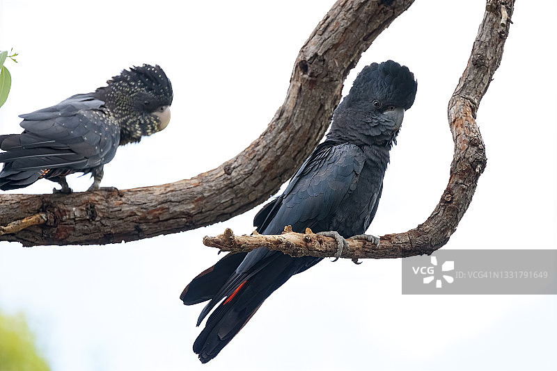 红尾黑凤头鹦鹉图片素材