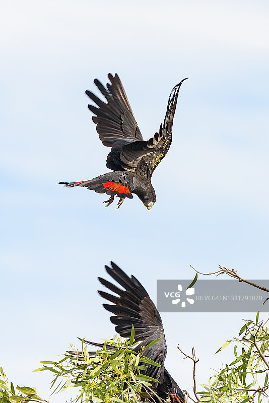 红尾黑凤头鹦鹉图片素材