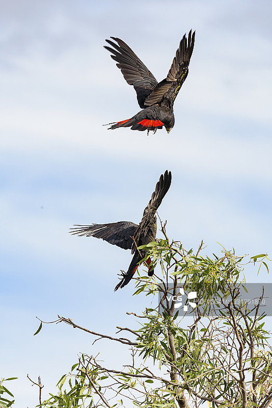 红尾黑凤头鹦鹉图片素材