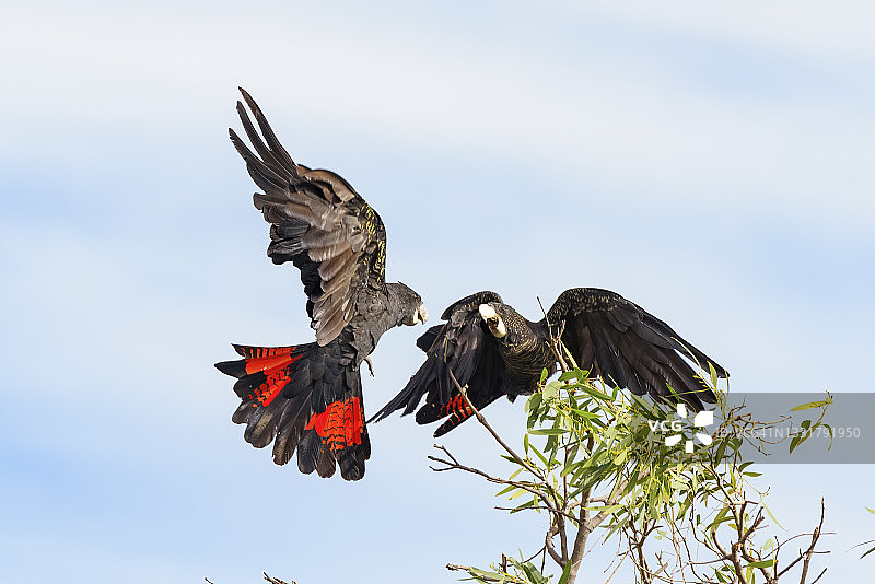 红尾黑凤头鹦鹉图片素材