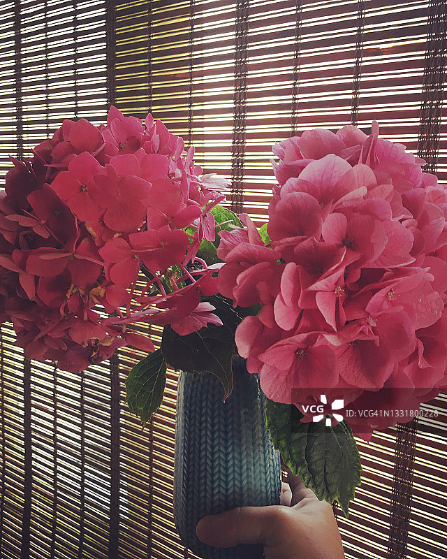 手捧绣球花束图片素材