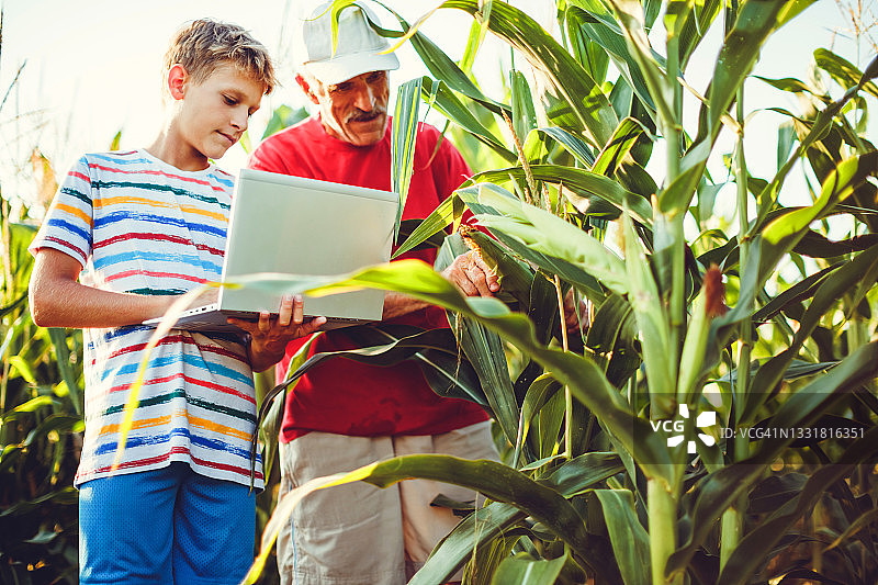 玉米田图片素材