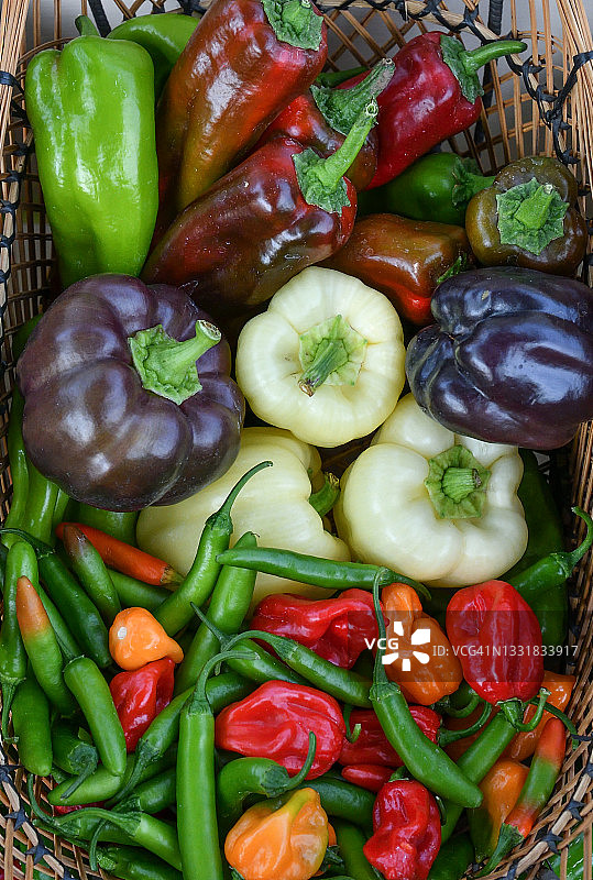 花园里采摘的彩色辣椒篮子，准备上市图片素材