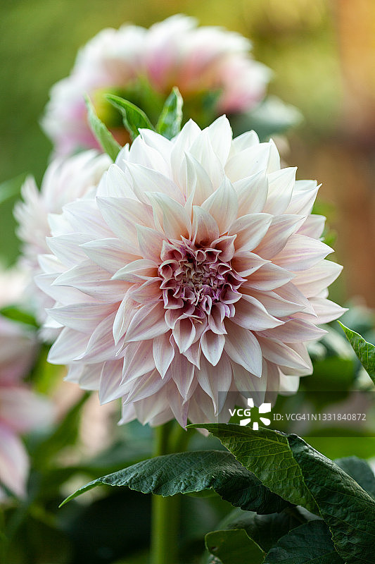 盛开的新鲜大丽花图片素材