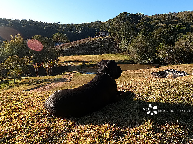凯恩科尔索犬躺在草地上图片素材