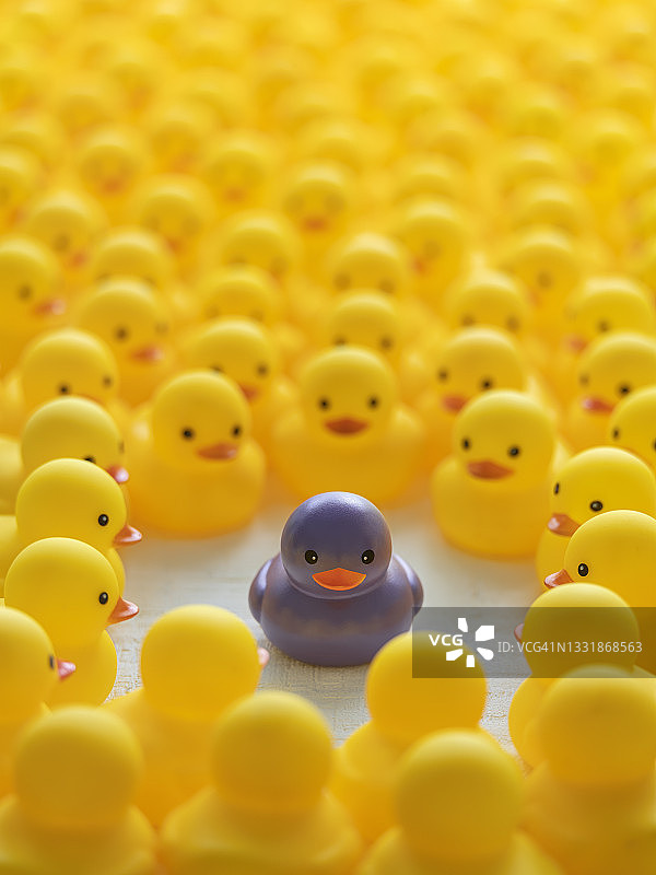 黄色小鸭与紫色小鸭图片素材