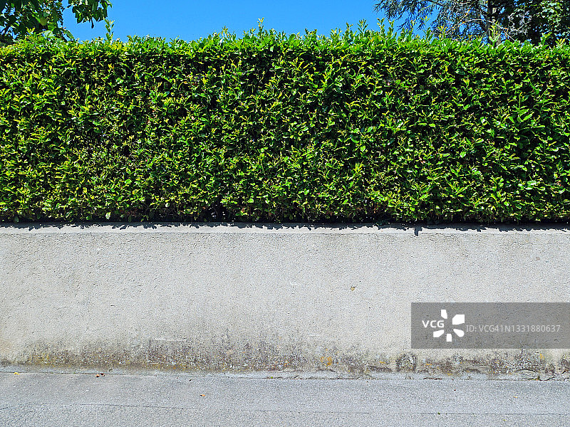 阳光下法国干净的人行道、墙壁和树篱图片素材