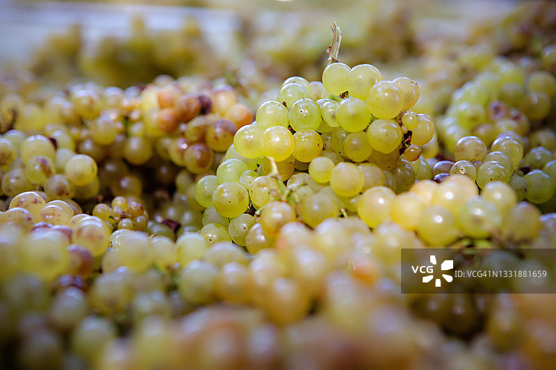 采摘的白葡萄图片素材