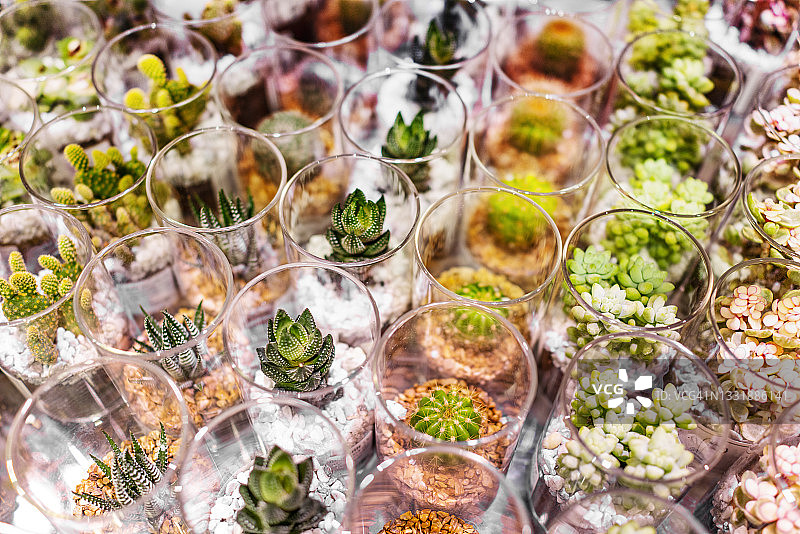 花瓶中的多肉植物图片素材