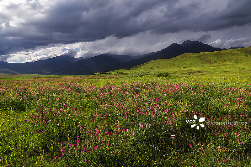 吉尔吉斯斯坦山区野花草甸图片素材