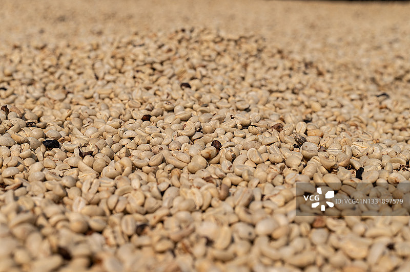 阳光下晒干的咖啡樱桃特写，用于加工咖啡樱桃的干燥方法图片素材