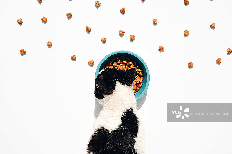猫从碗里吃食物的俯视图图片素材