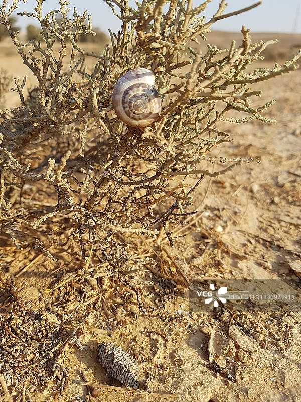 干旱和稀疏的生命：内盖夫沙漠干燥灌木丛中的蜗牛特写图片素材