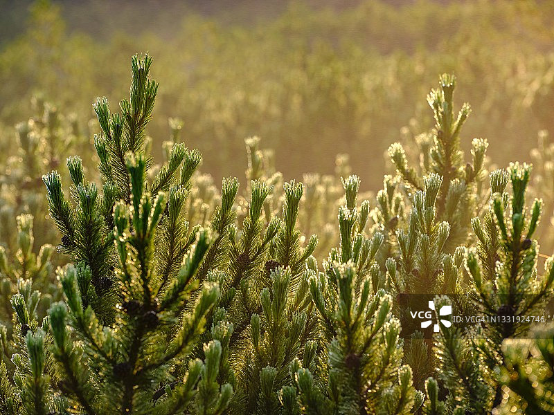 山松，奥地利上奥地利州萨尔茨卡默古特自然保护区图片素材