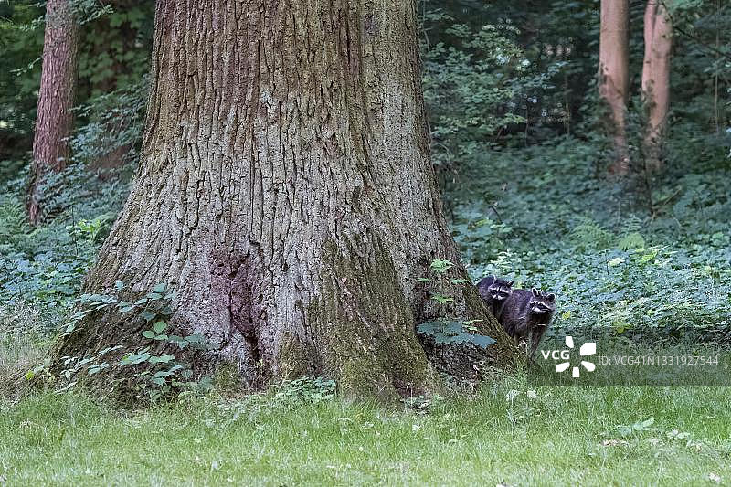 德国黑森州橡树旁的浣熊母子图片素材