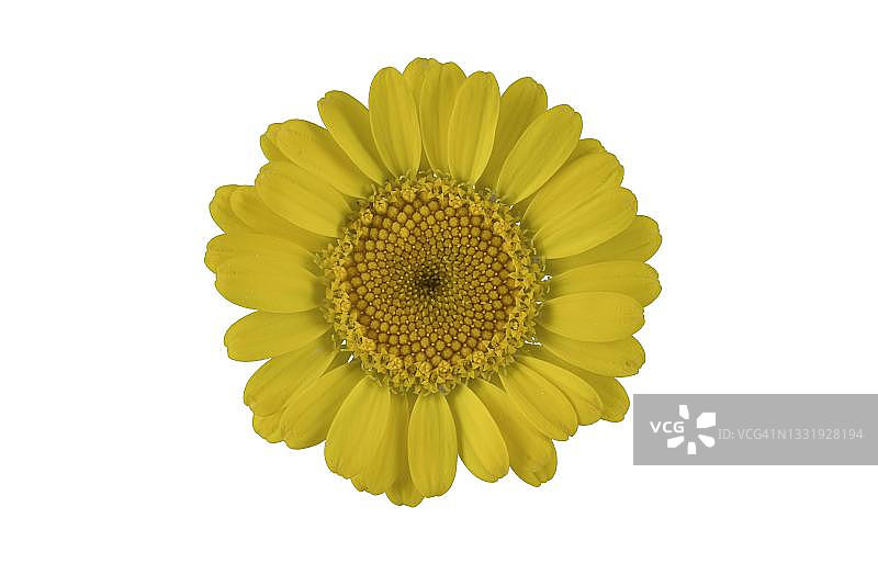 金色雏菊（染料春黄菊），花，德国图片素材