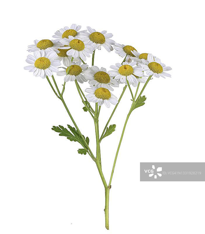 德国小白菊伞形花图片素材