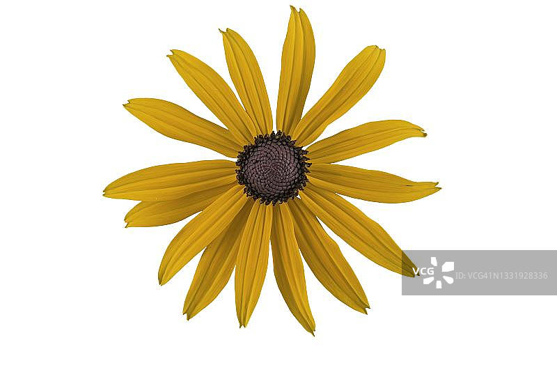 橙色锥花，德国图片素材