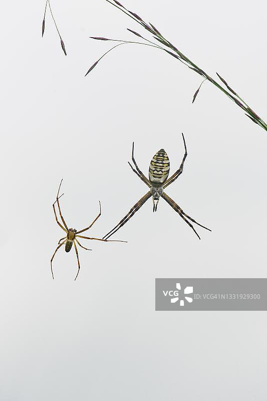 黄蜂蜘蛛（Argiope bruennichi），雌雄，德国下萨克森州埃姆斯兰图片素材