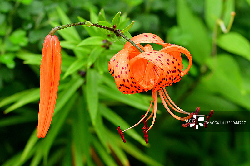 虎百合图片素材