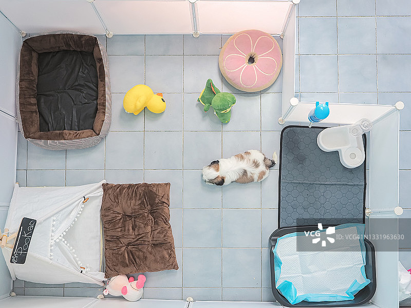 室内幼犬饲养区图片素材