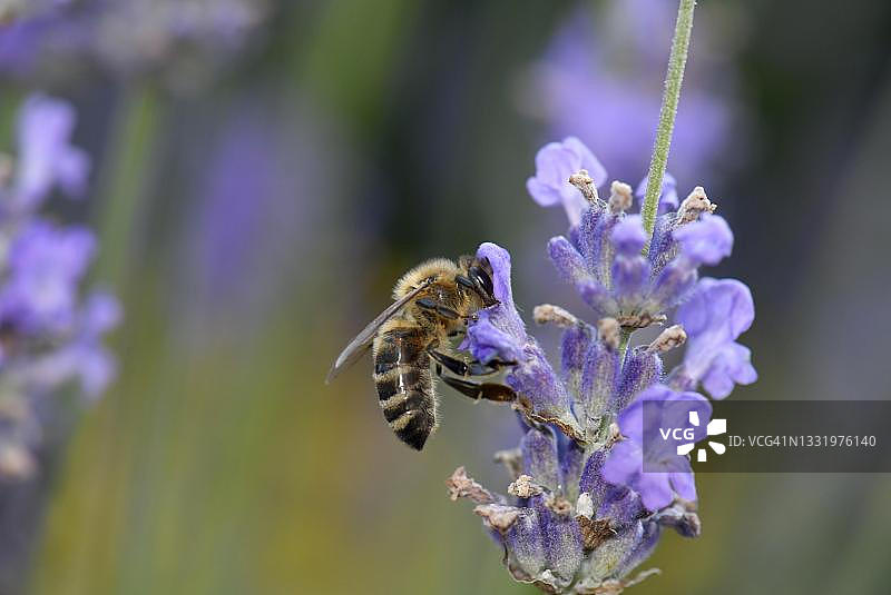 蜜蜂（Apis mellifera）在普通薰衣草（Lavandula angustifolia）上采集花蜜，德国巴登-符腾堡州图片素材