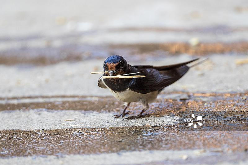 家燕（Hirundo rustica），携带筑巢材料，德国黑森州Guxhagen图片素材