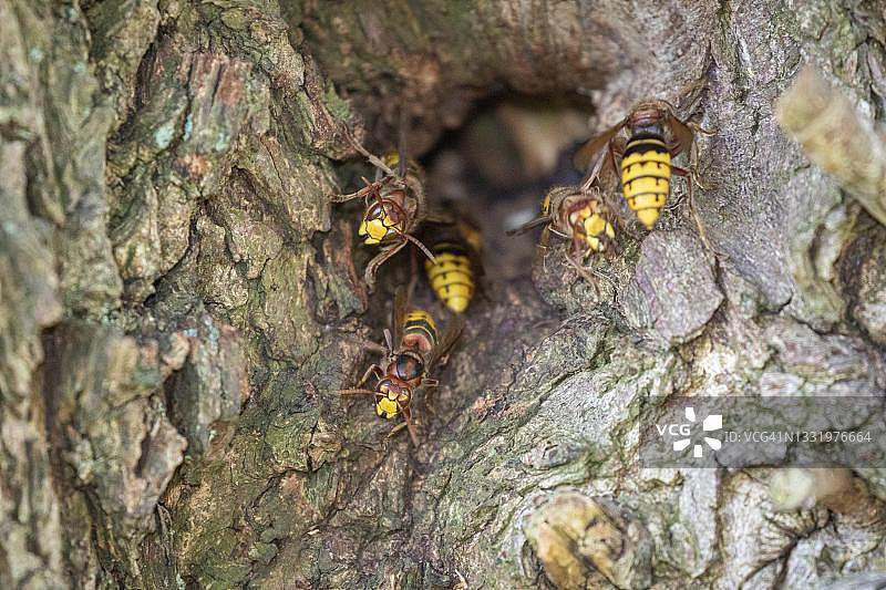 欧洲大黄蜂在德国柳树中筑巢图片素材