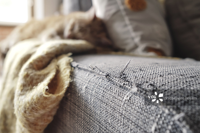 在刮痕沙发上睡觉的猫图片素材