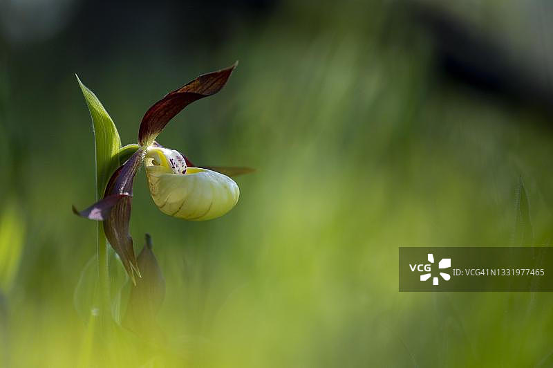 黄色女士拖鞋兰花，德国黑森州弗劳-霍勒-兰德地质自然公园图片素材