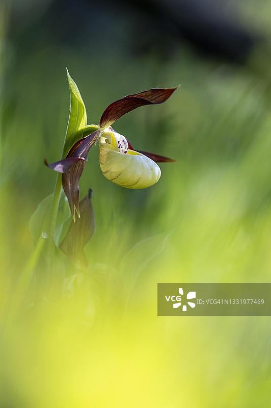 黄色女士拖鞋兰花，德国黑森州弗劳-霍勒-兰德地质自然公园图片素材
