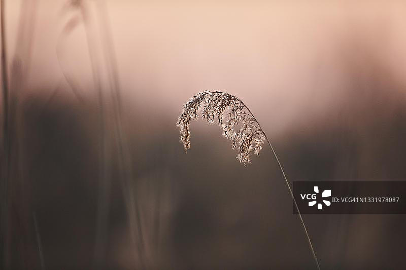 日落时分的普通芦苇，德国巴伐利亚图片素材
