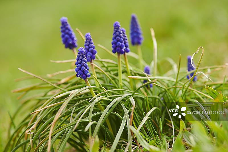 盛开的普通葡萄风信子，德国巴伐利亚图片素材