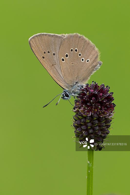 德国黑森的暗灰蝶与地榆图片素材
