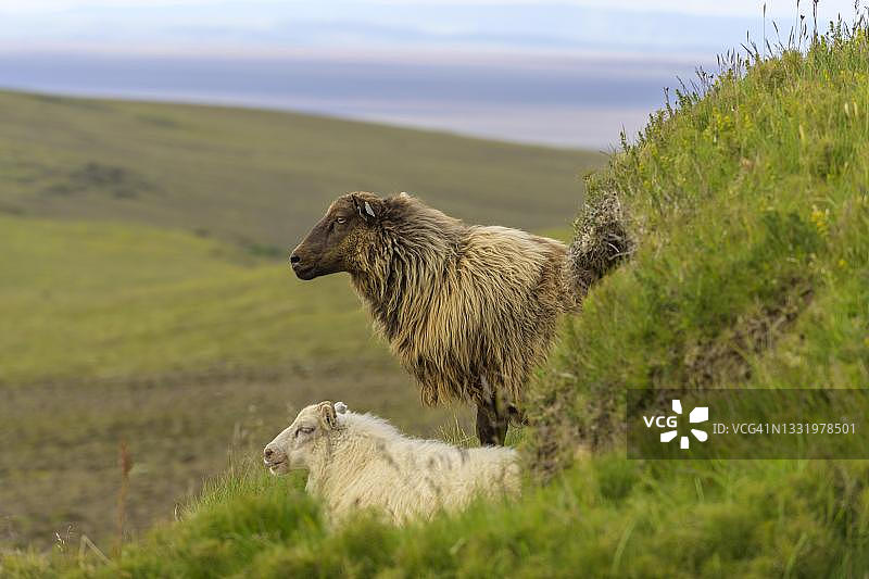 冰岛南部米达尔山约尔莱斯霍夫迪（维京墓地）的绵羊图片素材
