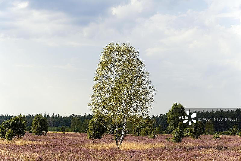 荒地,施马贝克杜松森林,桦树(Betula),普通杜松(Juniperus communis)和开花的普通石楠(Calluna Vulgaris),南希思自然公园,吕讷堡石楠,下萨克森州,德国图片素材
