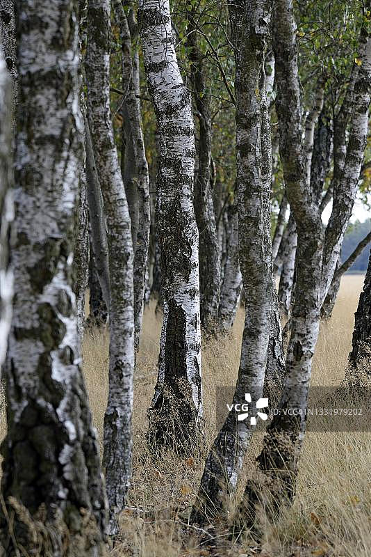 奥伯罗厄尔荒原边缘的桦树林，吕讷堡石楠草原，德国下萨克森州图片素材