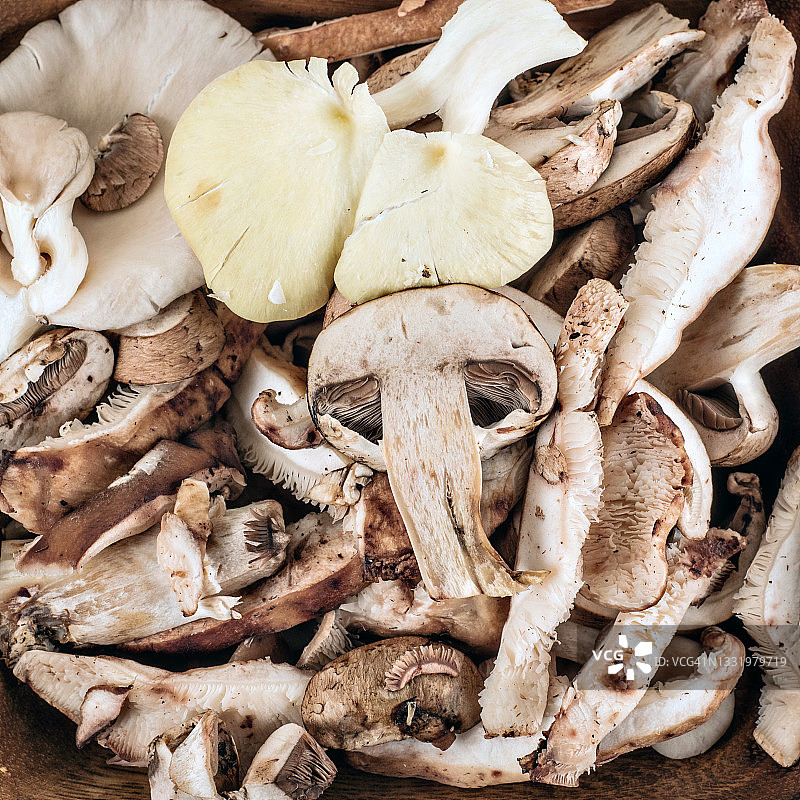 各种蘑菇的俯视照片图片素材