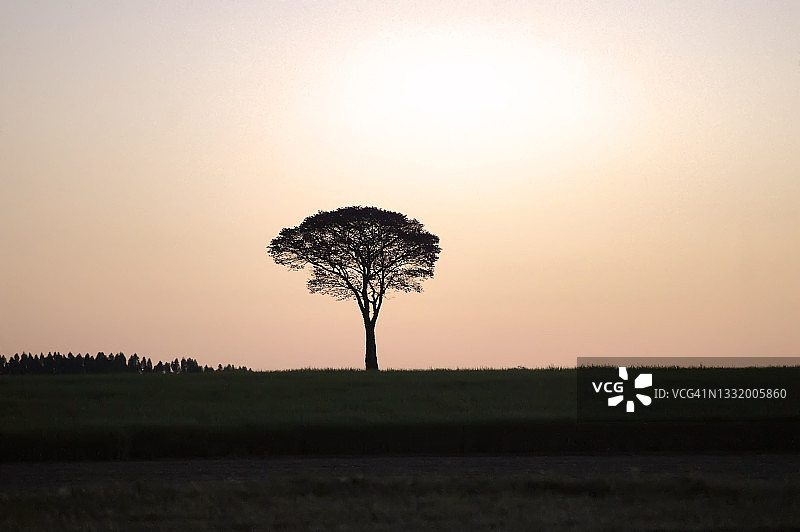 日落时分田野中的树图片素材
