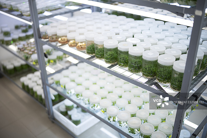 体外植物实验室的架子上放着样品图片素材