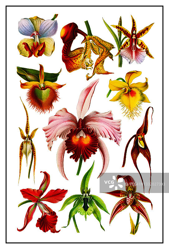 兰花（兰科植物）的彩色石印插图图片素材